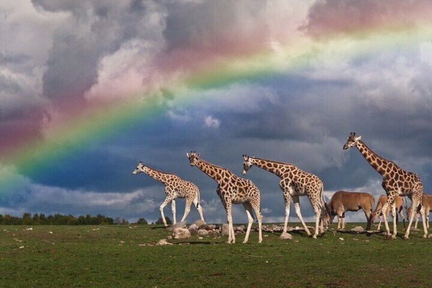 16 Days Luxury + High End Tanzania, Kenya and Zanzibar island tour 5