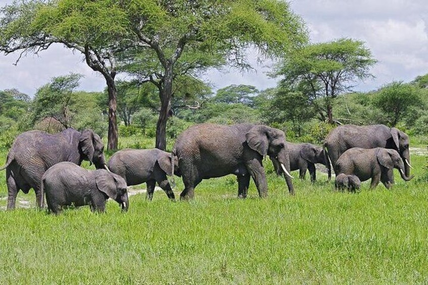 16 Days Luxury + High End Tanzania, Kenya and Zanzibar island tour 3
