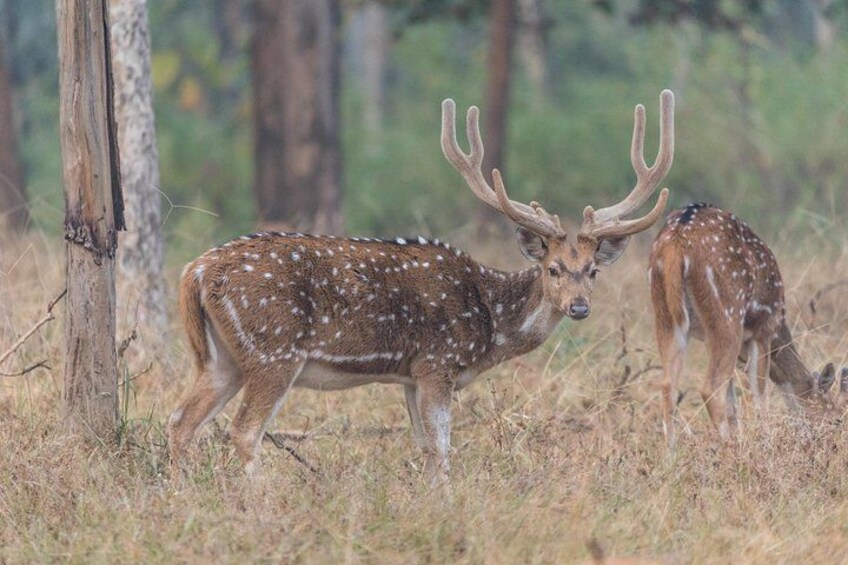 A deer with large antlers in a grassy field with trees in the background. 1