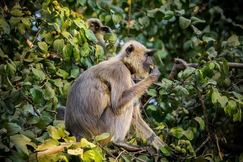 A monkey sitting among green foliage. 4