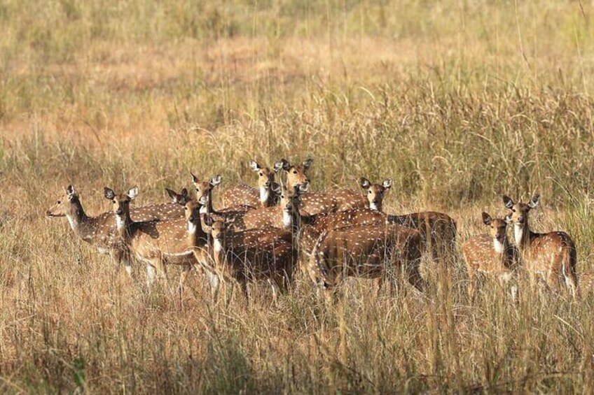 Un groupe de cerfs dans un champ d’herbe. 4