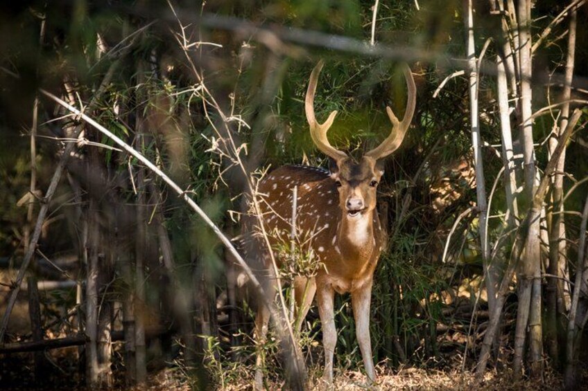 Un cerf aux grandes ramures se tient dans une zone boisée, où le sous-bois et les arbres sont denses. 5