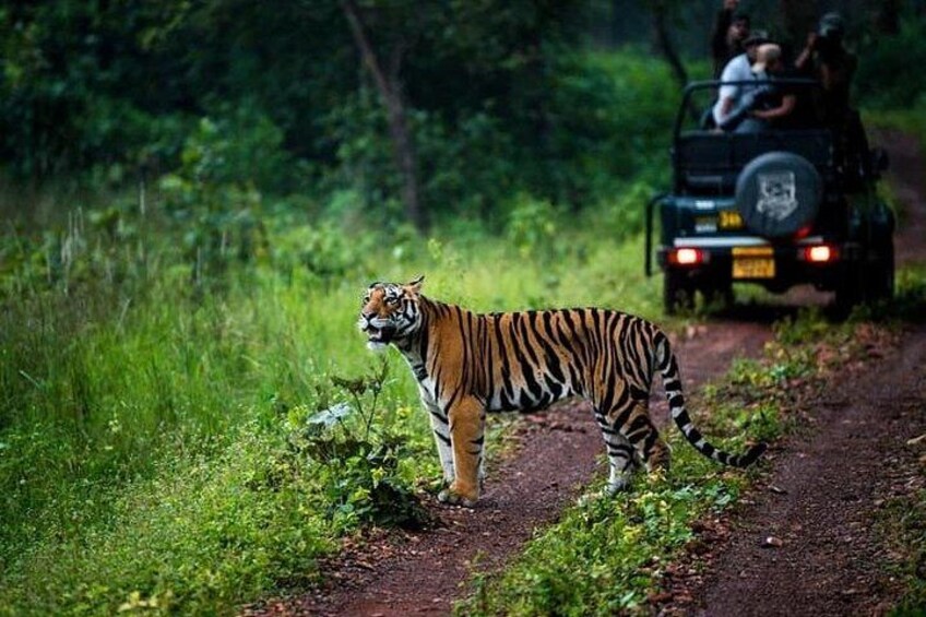 A tiger walking on a dirt path with a vehicle in the background. 5