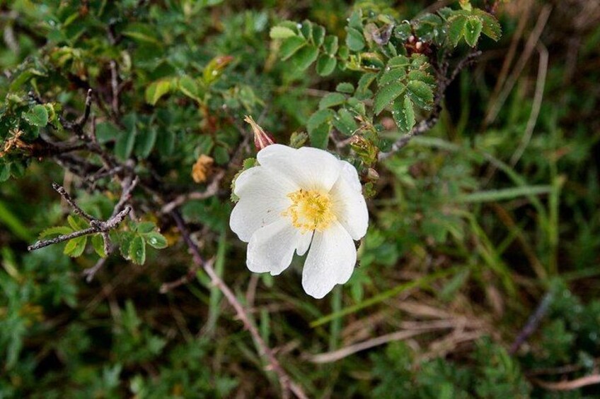 Walk in Burren National Park Clare. Guided. 4 hours. 4
