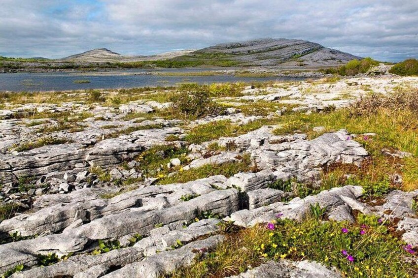 Walk in Burren National Park Clare. Guided. 4 hours. 3