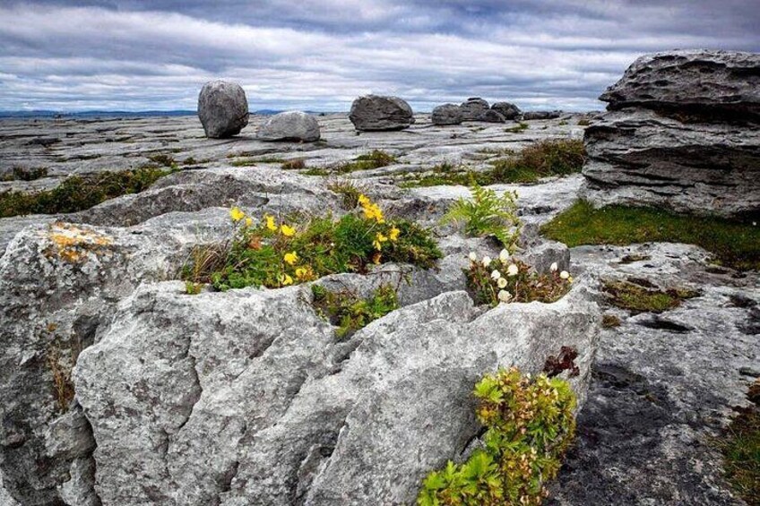 Walk in Burren National Park Clare. Guided. 4 hours. 5
