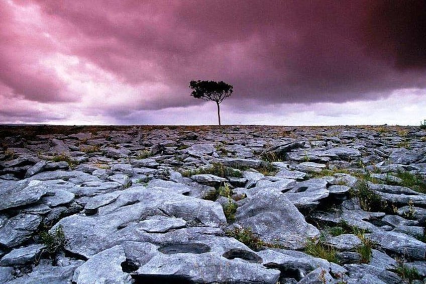 A rocky landscape with a solitary tree. 1