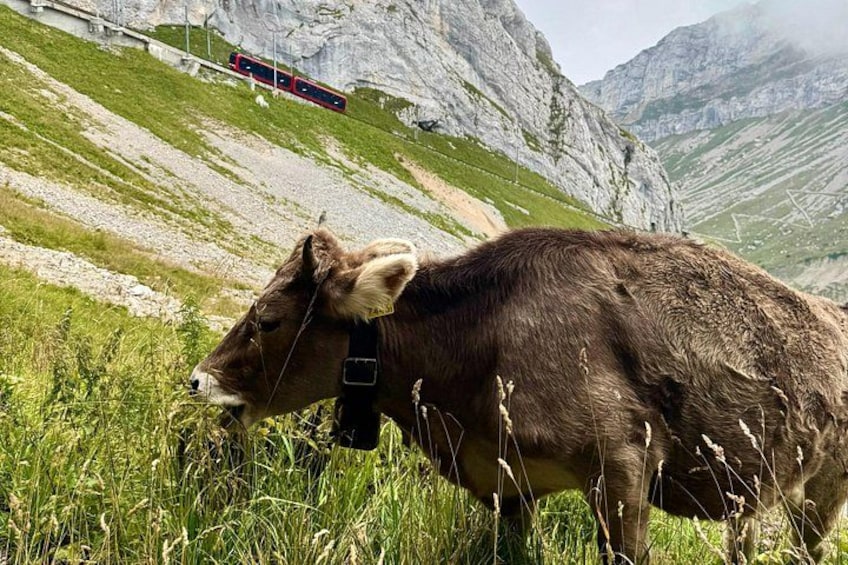 A cow grazing in a grassy field with mountains in the background and a train in the distance. 2