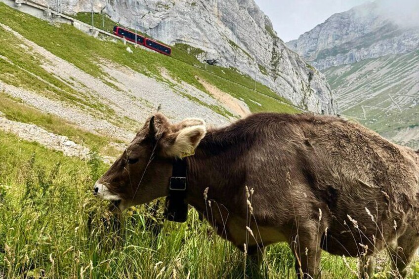 Mt. Pilatus & Lake Lucerne Cruise Small Group Tour | From Basel 3