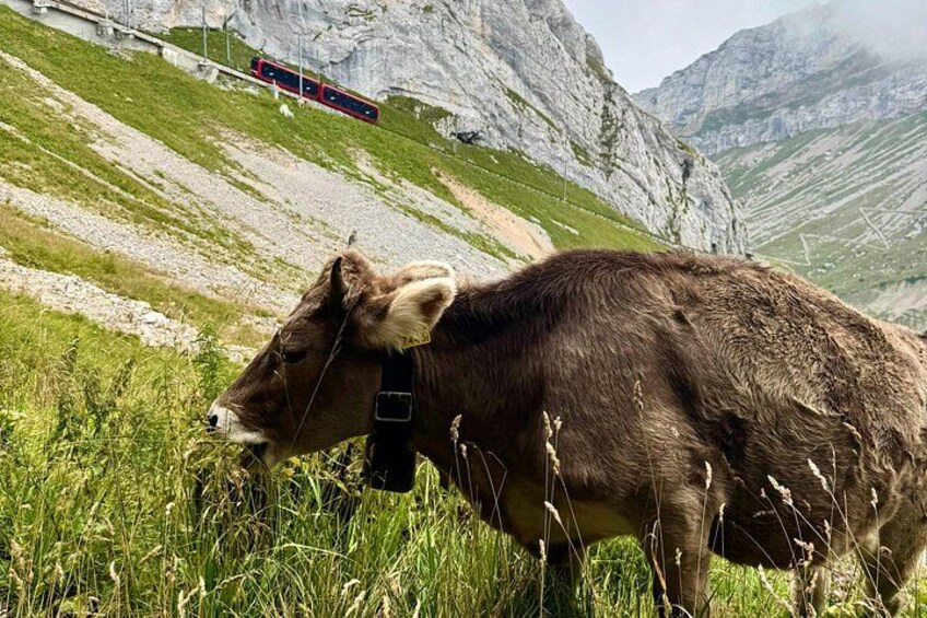 Mt. Pilatus & Lake Lucerne Cruise Small Group Tour | From Basel 3