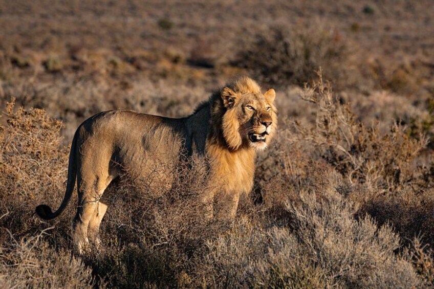 Private Tour : Ceres, Breede River Valley, Big Sky and Big 5 with Wine 3