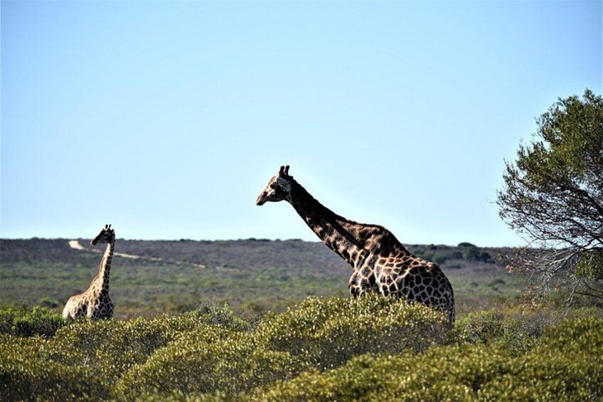 Private Tour : Africa Wild Safari West Coast Cape Town 1