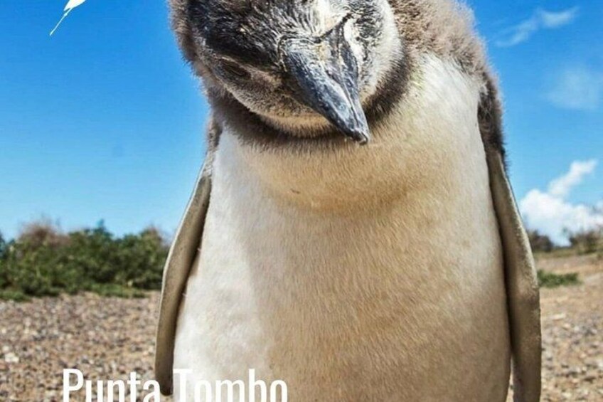 Ein Pinguin vor blauem Himmel und bewachsenem Hintergrund. 2
