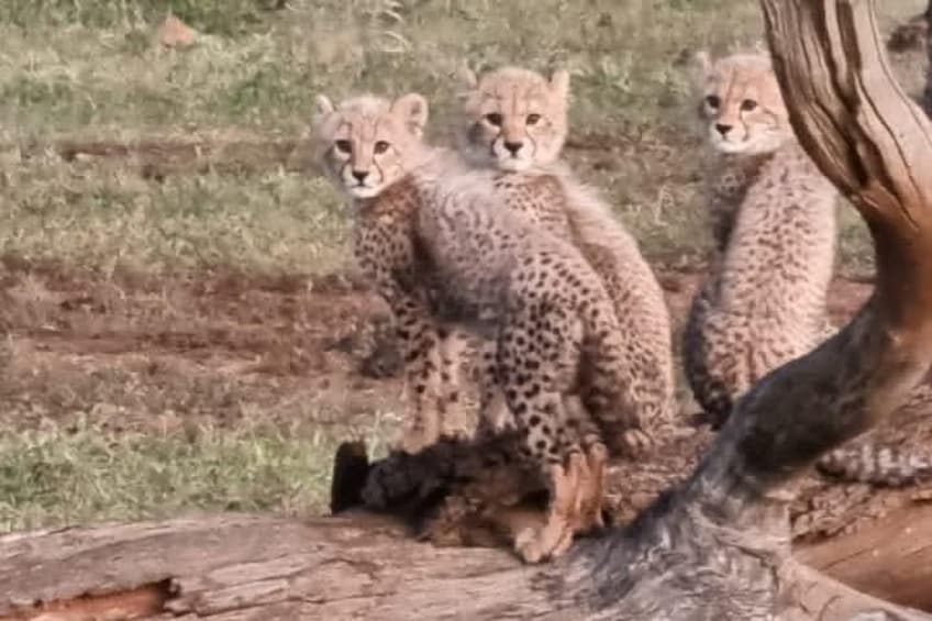 Three cheetahs sitting on a log in a grassy area. 5