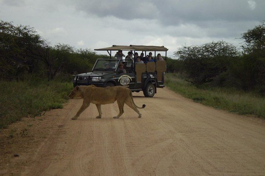 A safari vehicle on a dirt road with a lion crossing. 1
