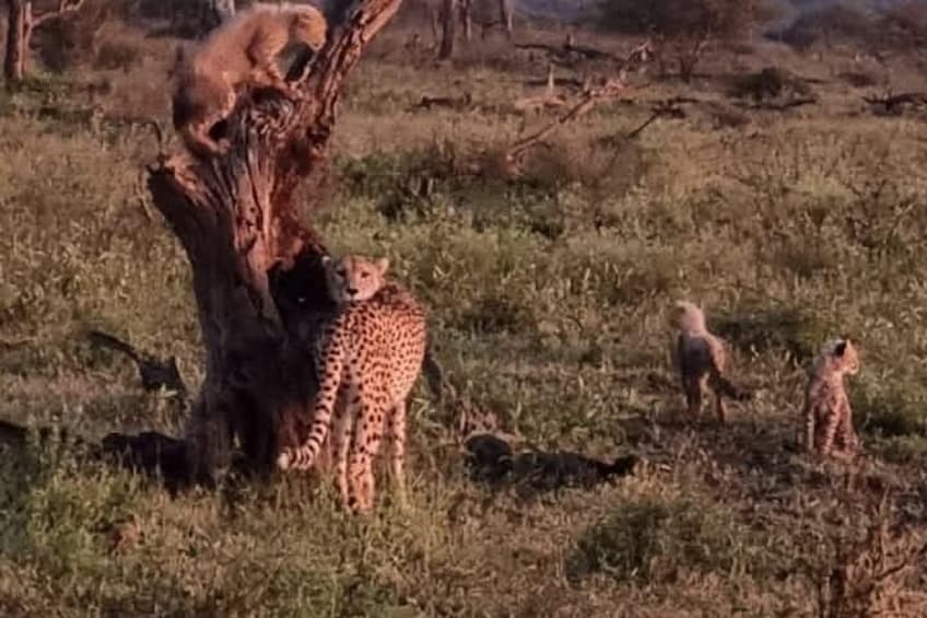 A cheetah cub near a tree, another cub in the background, and a third cub on the ground. 3