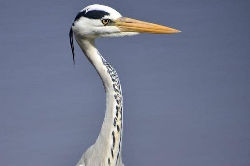 A bird with a long neck and a pointed beak. 4