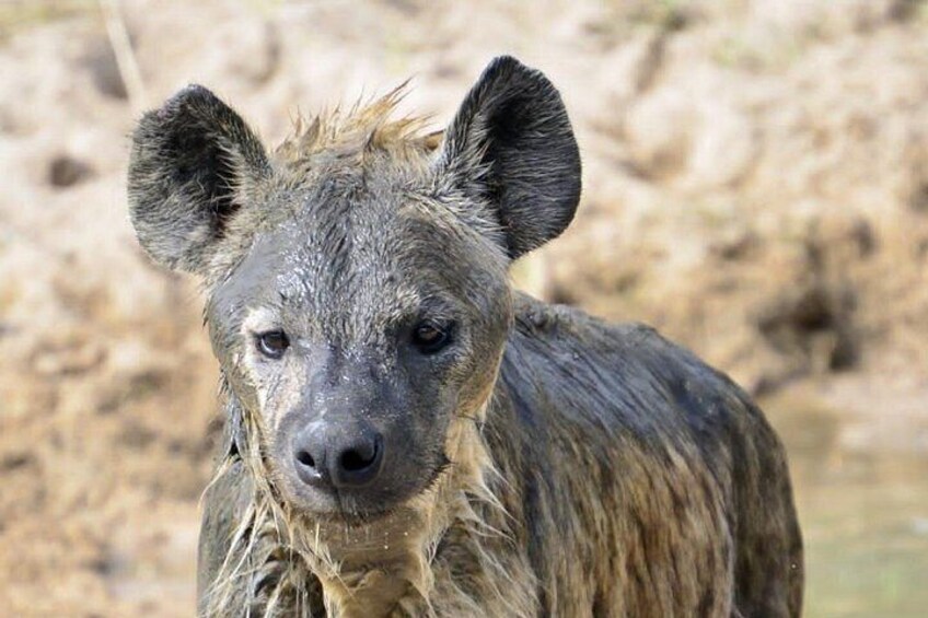 A hyena with wet fur, standing in a dry, sandy environment. 5