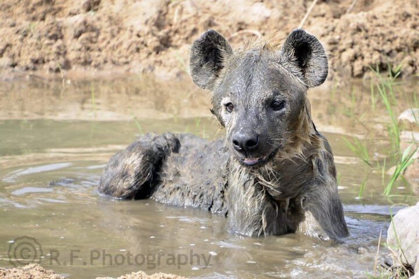 A hyena partially submerged in water with muddy fur, surrounded by a muddy bank and sparse vegetation. 3