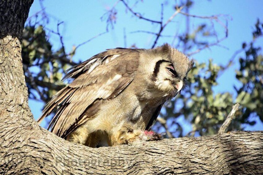 Fullday Gamedrives in Kruger National Park from Marlothpark 2