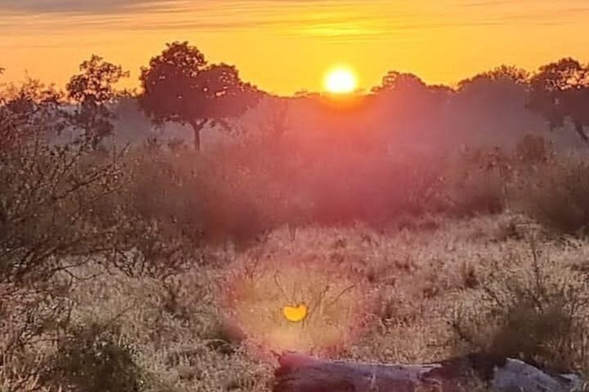 A sunset over a dry grassland with sparse trees. 4