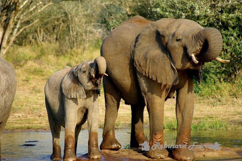 Two elephants standing in shallow water with trees in the background. 2