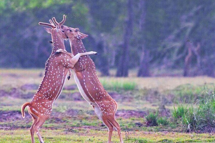 deer_in_kumana_national_park_