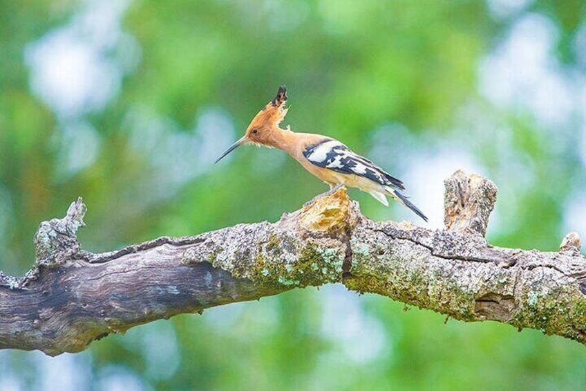 birds_in_kumana_national_park_