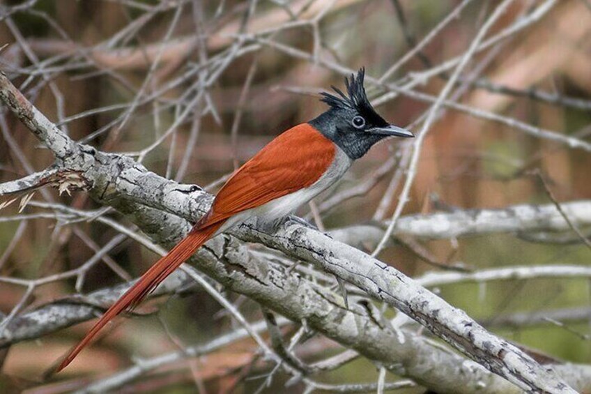 birds_in_kumana_national_park_