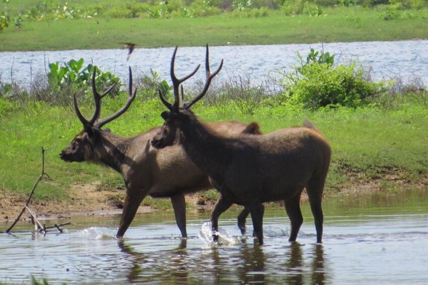 Yala National Park Safari from Balapitiya 3