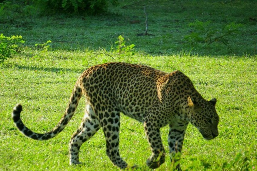 Yala National Park Safari from Balapitiya 4