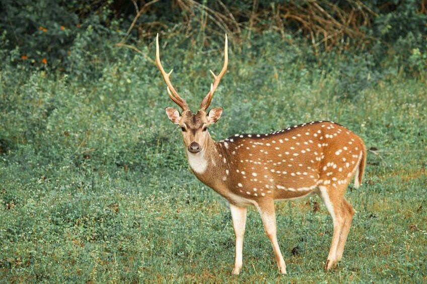Yala National Park Safari from Balapitiya 5