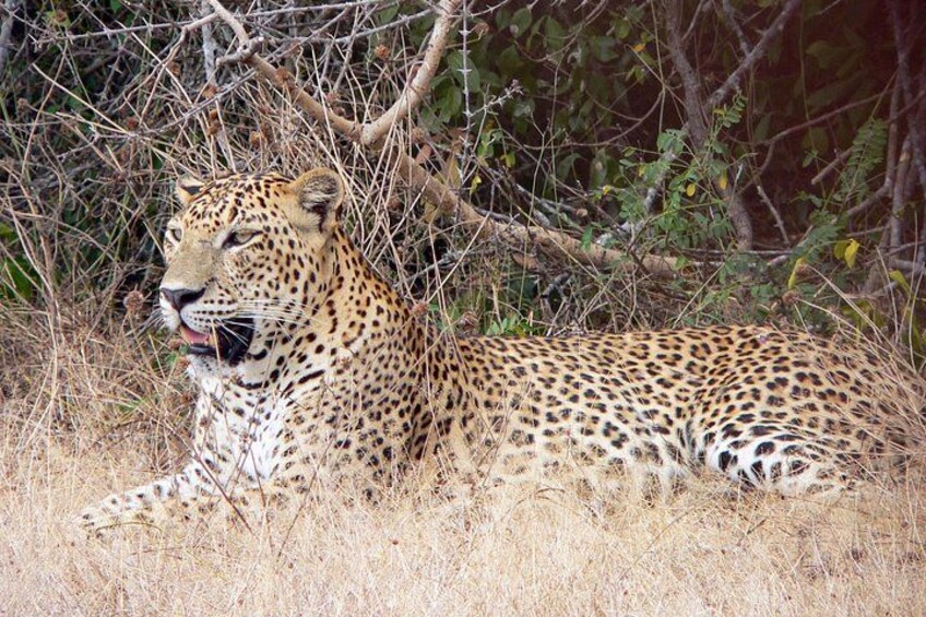 Yala National Park Safari from Balapitiya 2