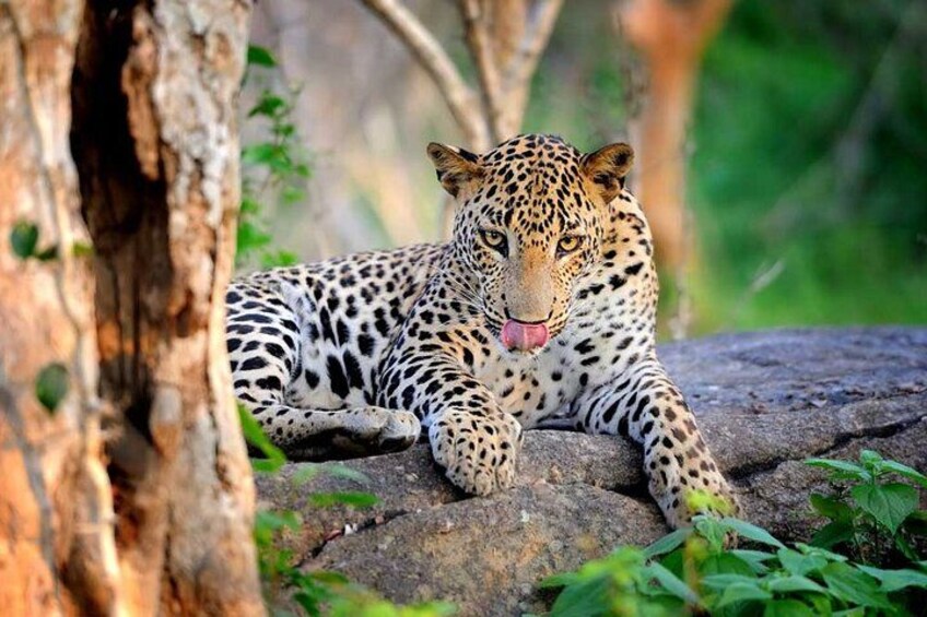 Ein Leopard ruht auf einem Felsen, im Hintergrund Bäume. 2