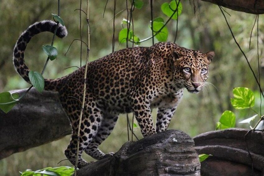 A leopard walking on a branch in a forest. 2
