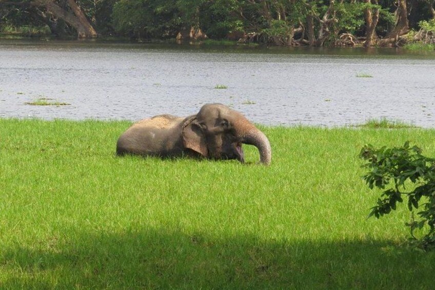 An elephant lying on grass near a body of water. 3