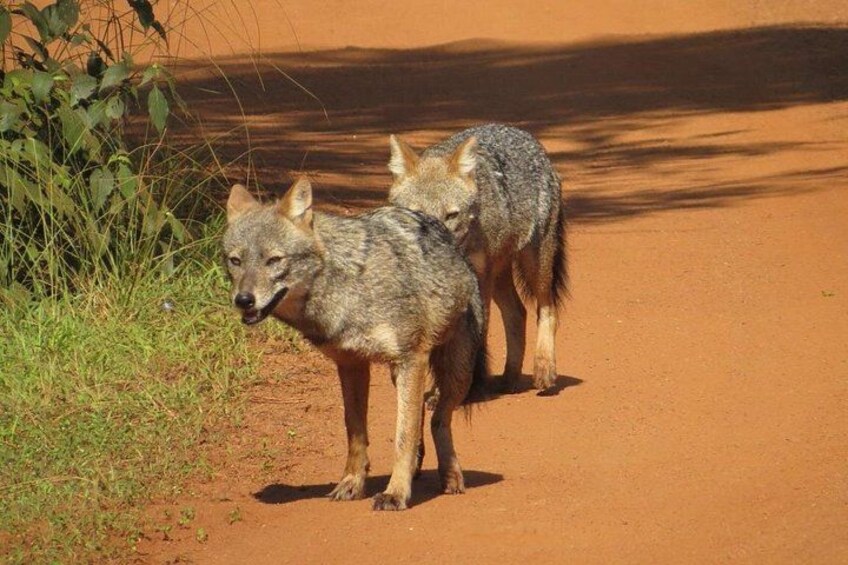 Two wolves on a dirt road with sparse vegetation on the sides. 4