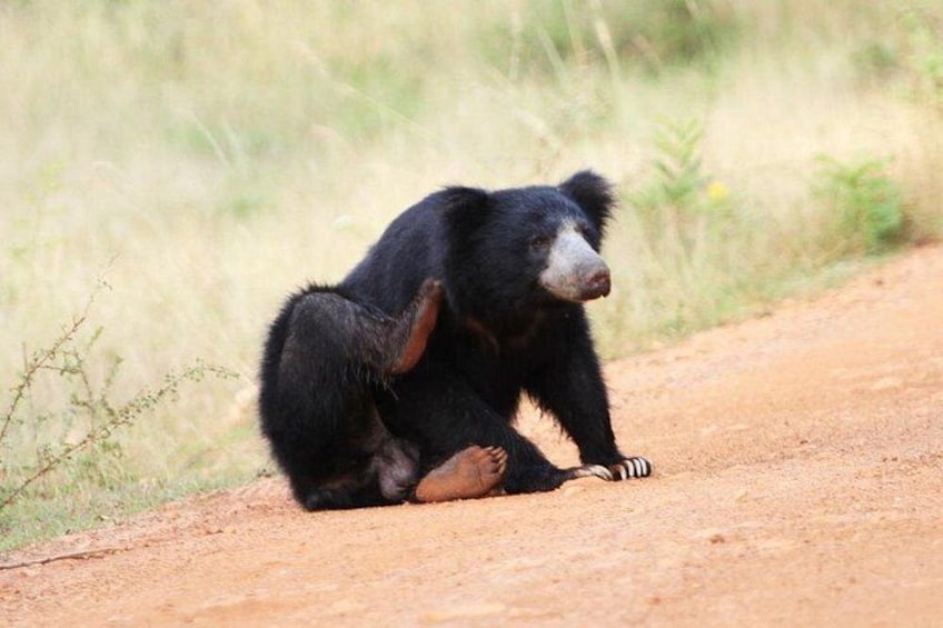 A bear sitting on a dirt road with grass in the background. 5