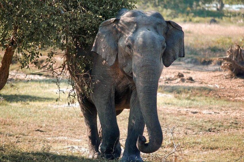 An elephant under a tree in a grassy field. 1