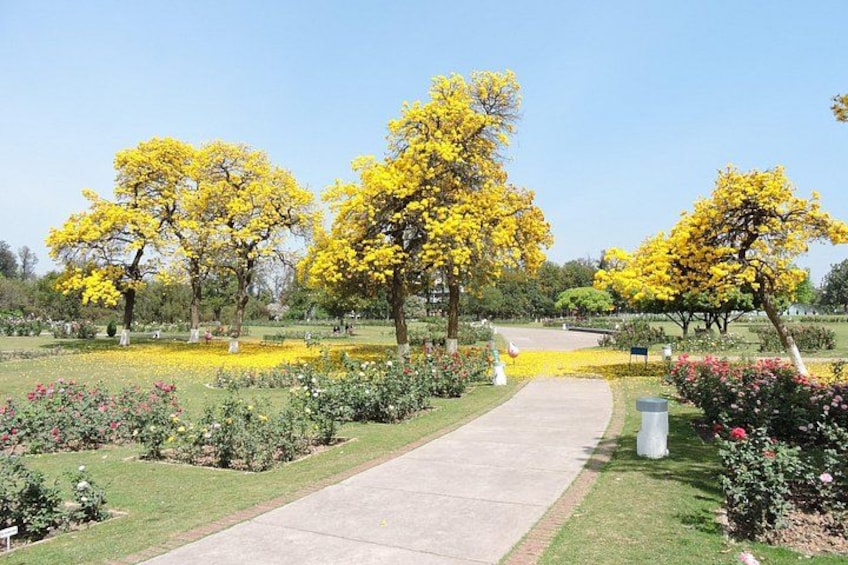 A park with yellow flowering trees, a paved walkway, and various shrubs. 2
