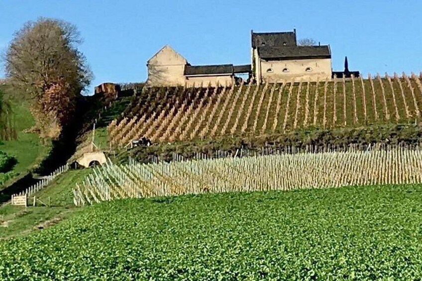 A vineyard with rows of grapevines, a stone building, and a hill. 5