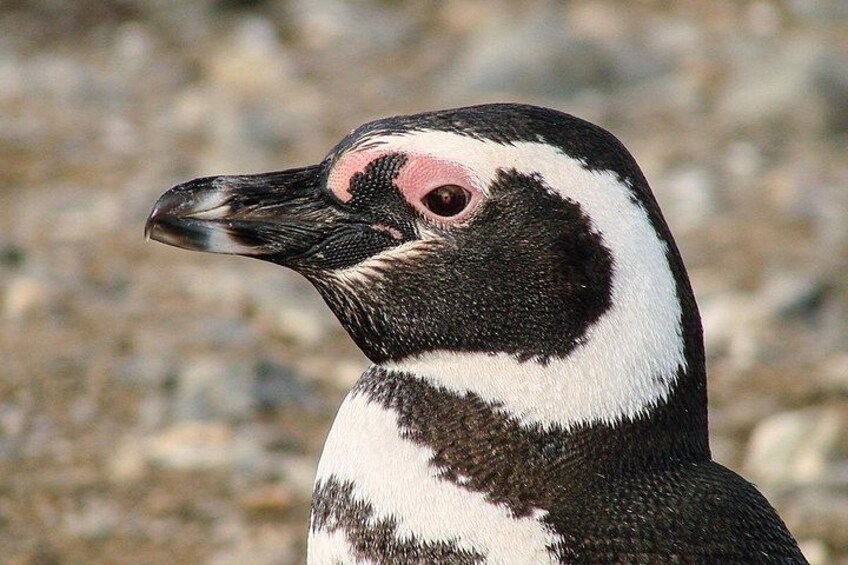 Half Day sailing Magdlena Island Penguin Colony P.Arenas October to March only 4