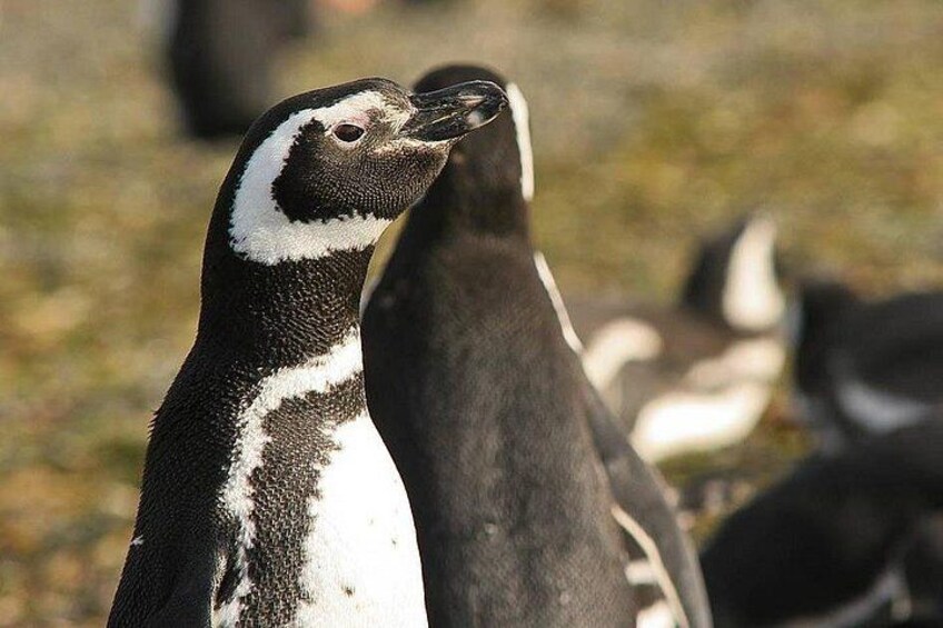 Half Day sailing Magdlena Island Penguin Colony P.Arenas October to March only 5