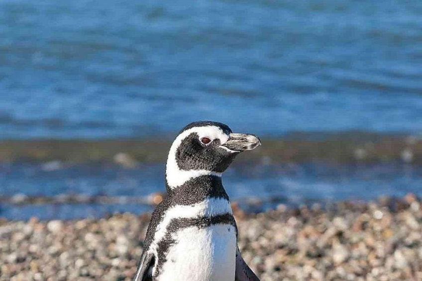 A penguin on a pebbly shore with a body of water in the background. 1