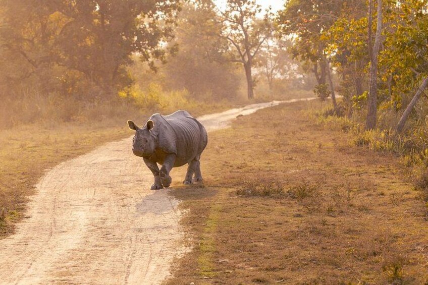 Un rinoceronte caminando sobre un camino de tierra rodeado de árboles. 2
