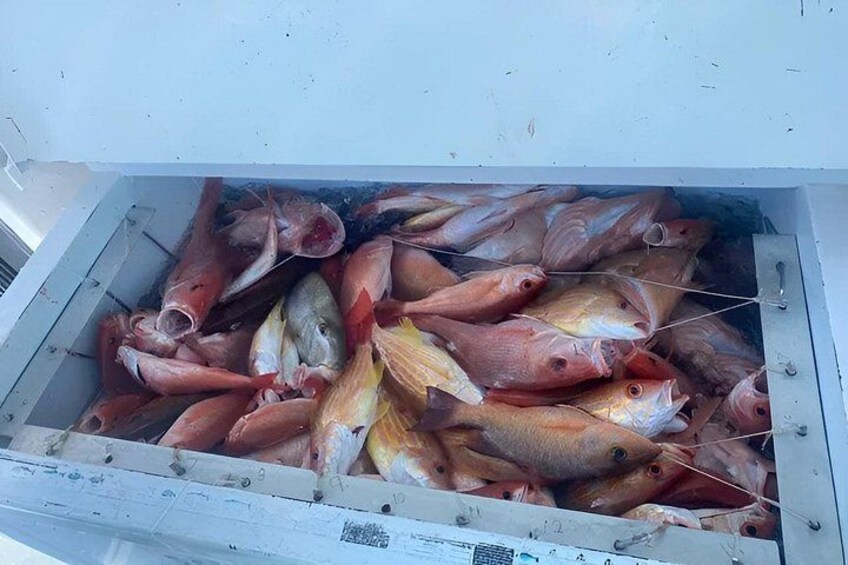 Naples Deep Sea 8 Hour Fishing 3