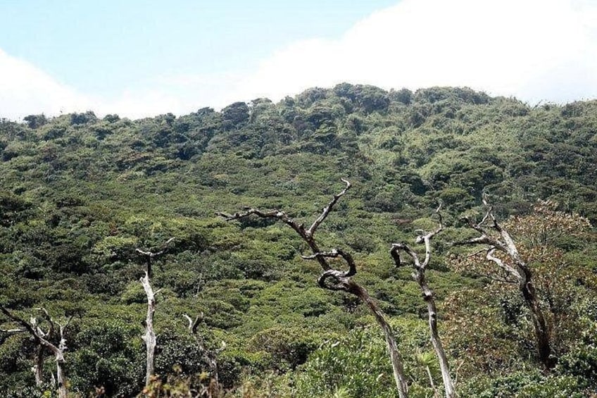 Un paisaje montañoso con vegetación verde densa y varios árboles sin hojas. 4