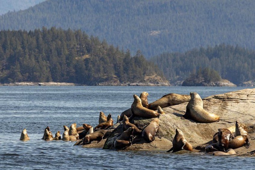 Een groep zeehonden rust op rotsen aan het water. 2