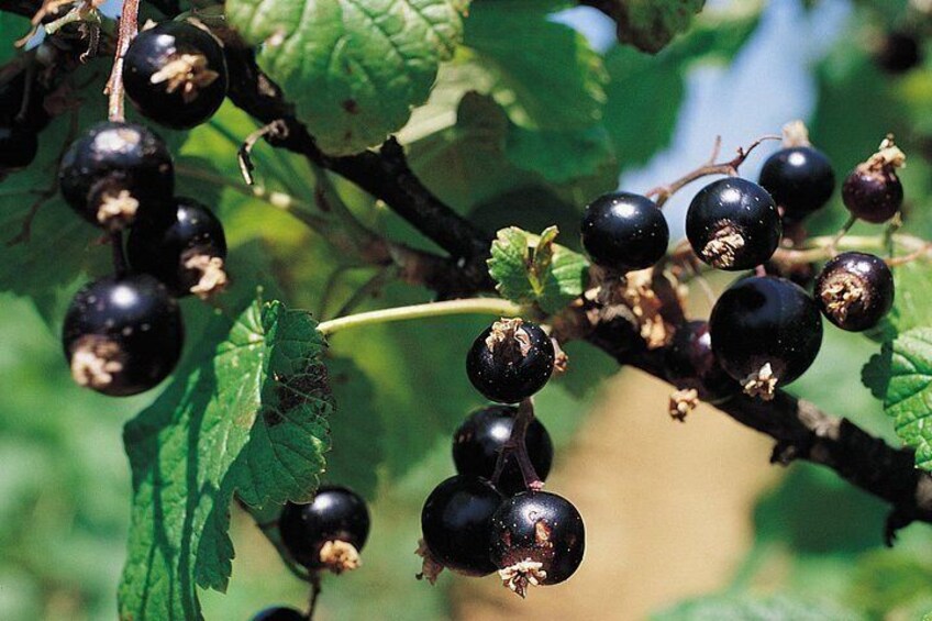 Black current fields 2
