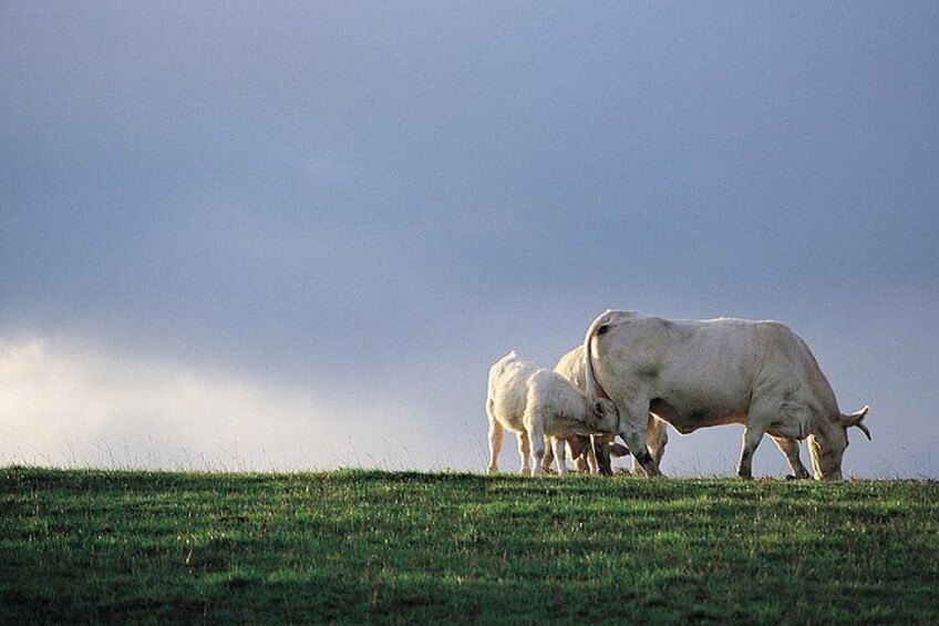 Charolais cattle 5